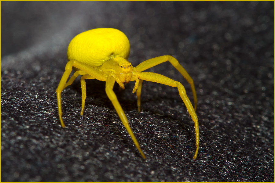 Misumena vatia