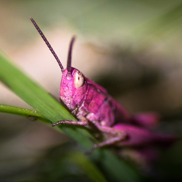 The Pink Grasshopper