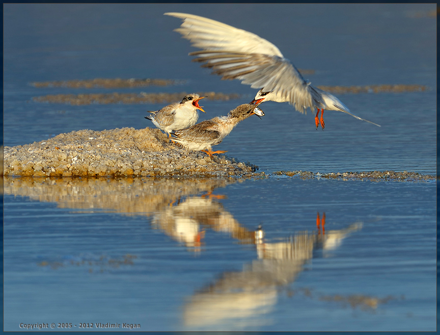 Common Tern: on Breakfast of baby