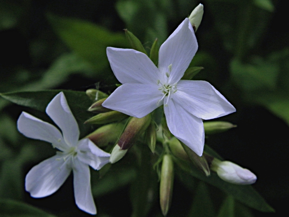 Мыльнянка – Saponaria