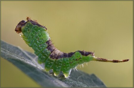 Стойка на зверя, собаки нервно курят