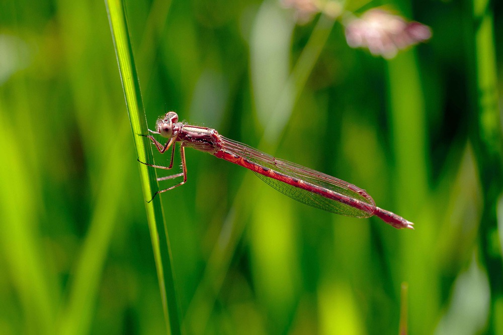 Dragonflies