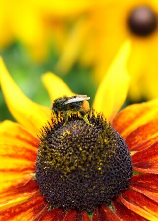 Трудяга пчела