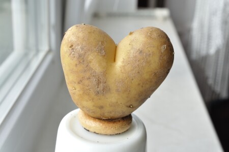 сердечный корнеплод