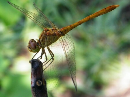 Ажурность...