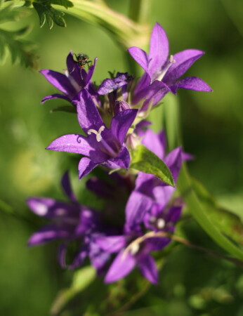 колокольчик