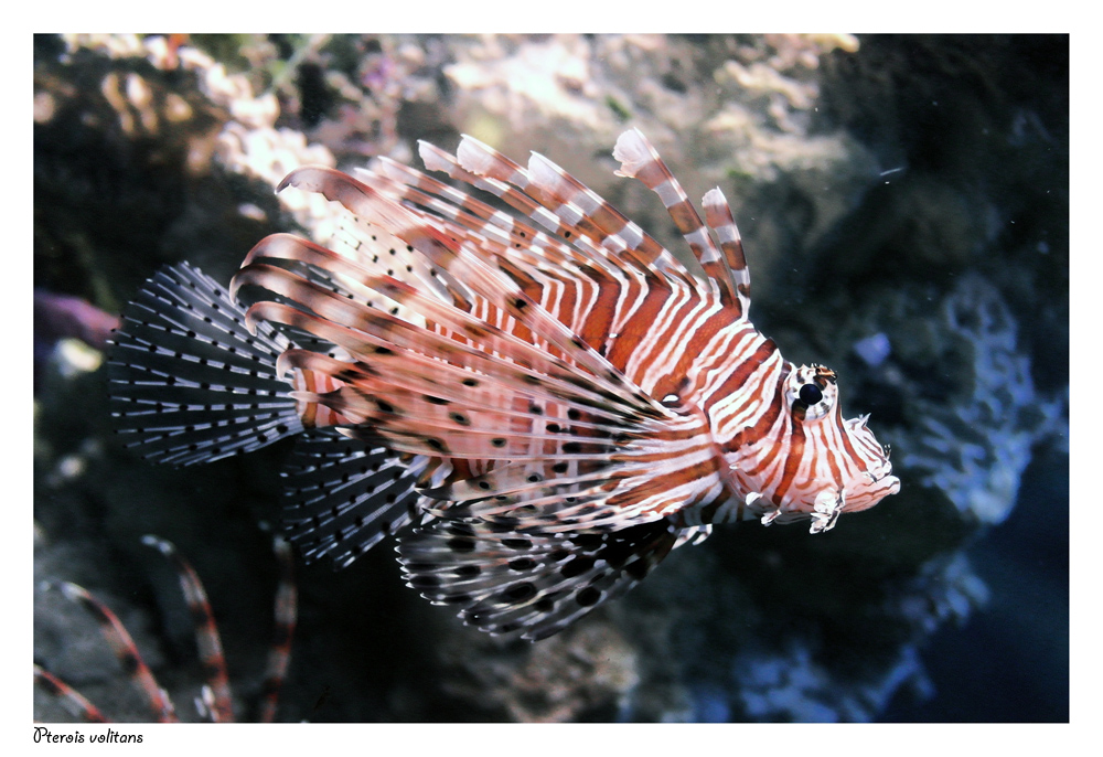 Pterois volitans