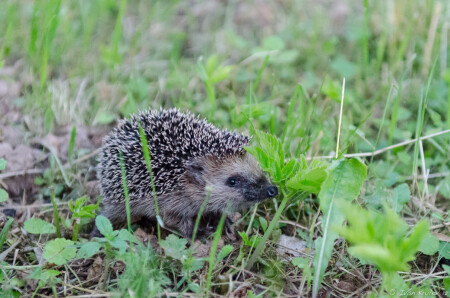 Лесной гость