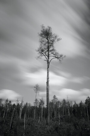 Одинокая сосна