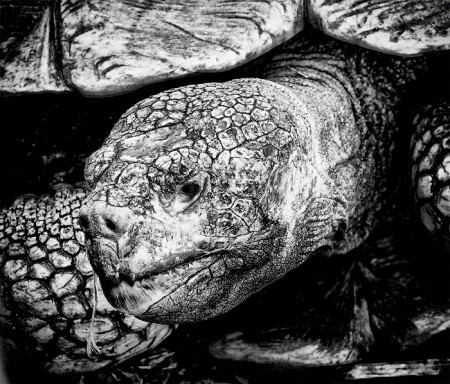 Черепаха.... возможно Тортилла