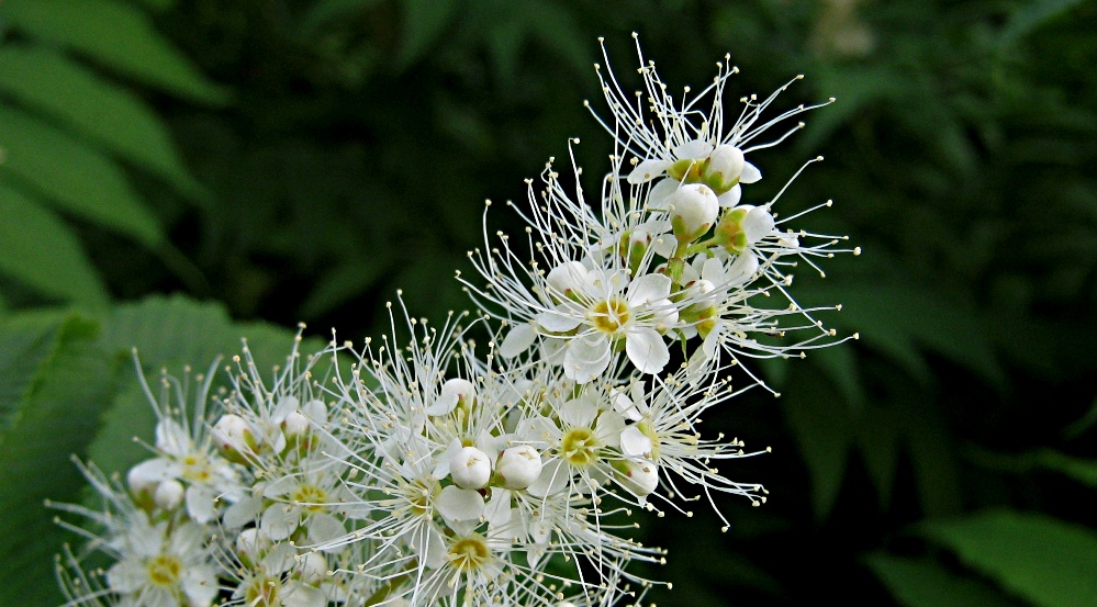 Рябинник рябинолистный – Sorbaria sorbifolia