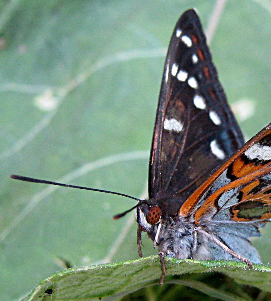 &quot;Парус&quot; - Limenitis populi