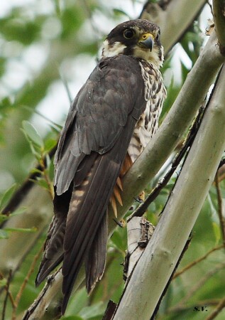 Чеглок(семейство соколинных)