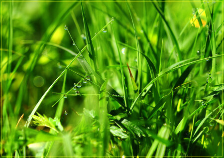 утро в траве