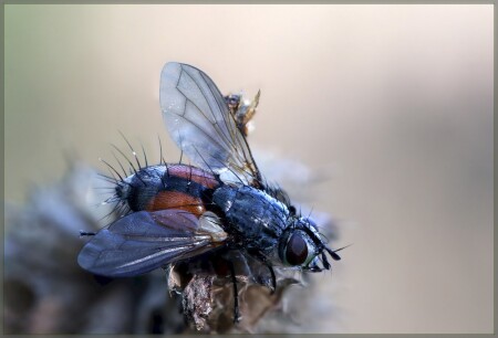В пастельных тонах