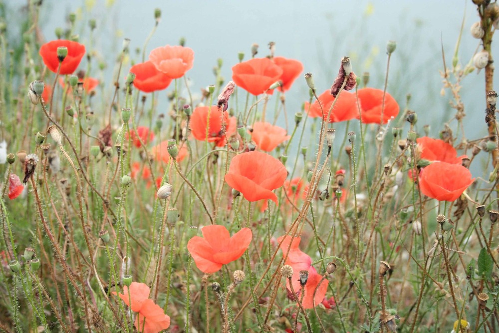 Papaver