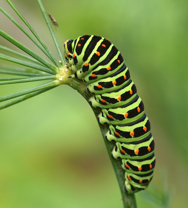 Papilio machaon