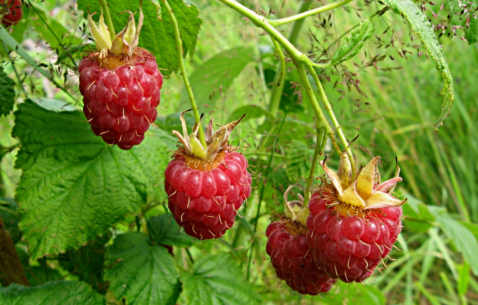 Малина – Rubus idaeus