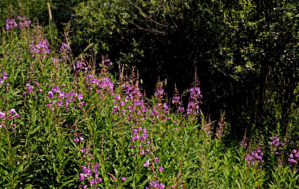 Кипрей — Epilobium angustifolium