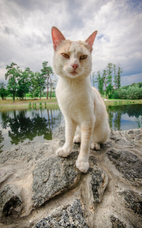 Чеширский котэ