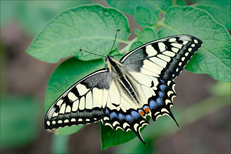 Papilio machaon - серединнолетний, на картофельной ботве )