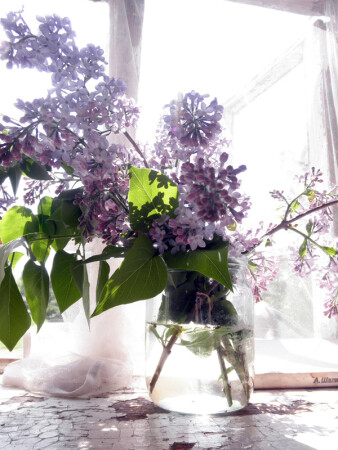 Сирень и майское солнце