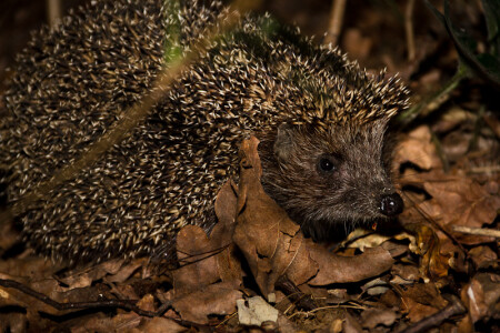 лесной зверь