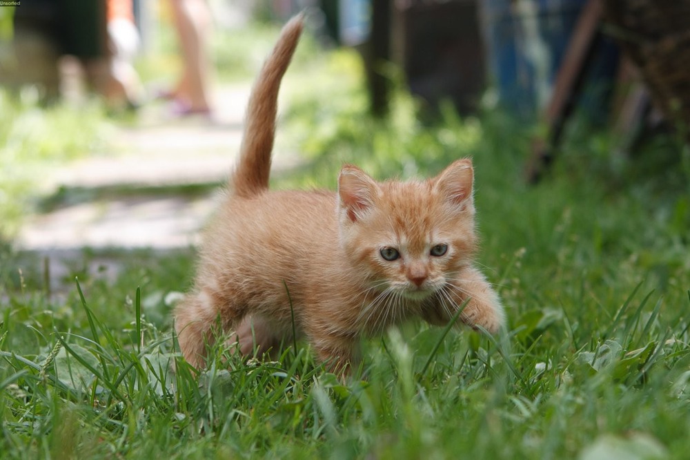 Мои коты)