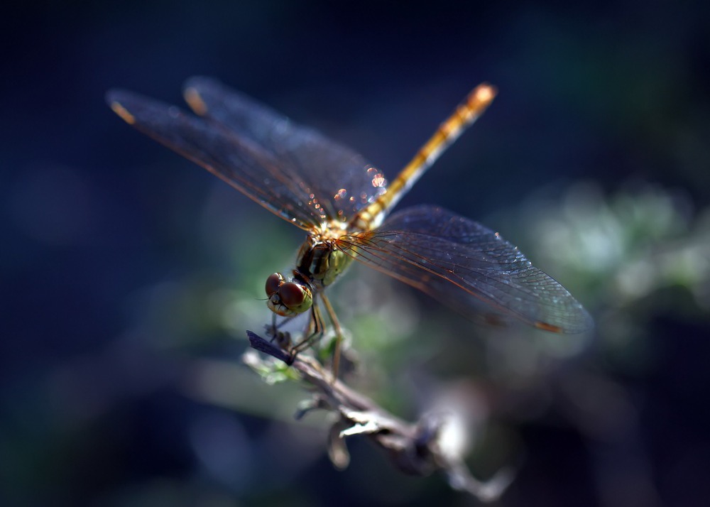 Стрекоза обыкновенная (Sympetrum vulgatum (Linnaeus, 1758)