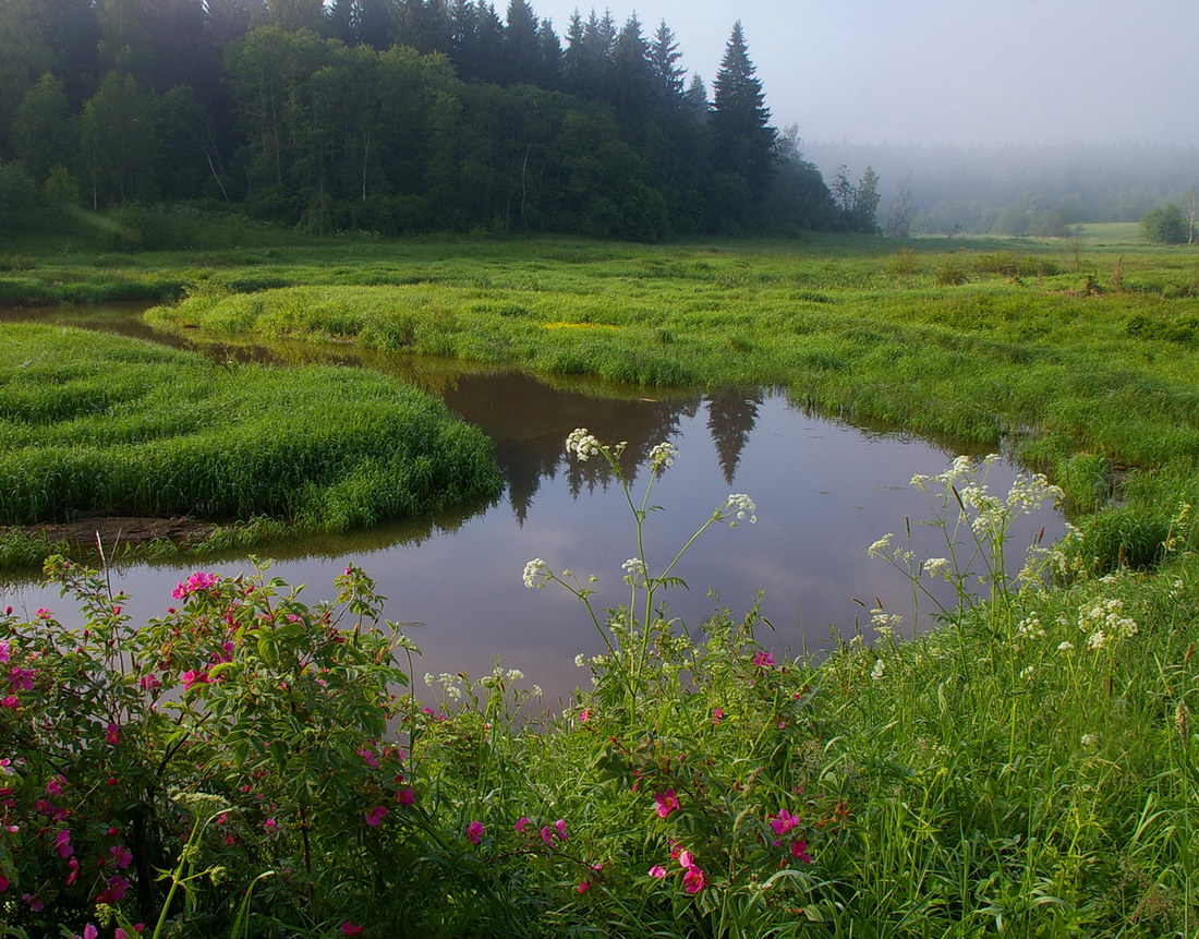 шиповник цветет (2)