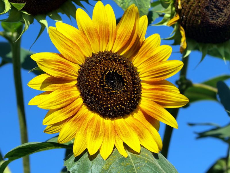 Sunflower