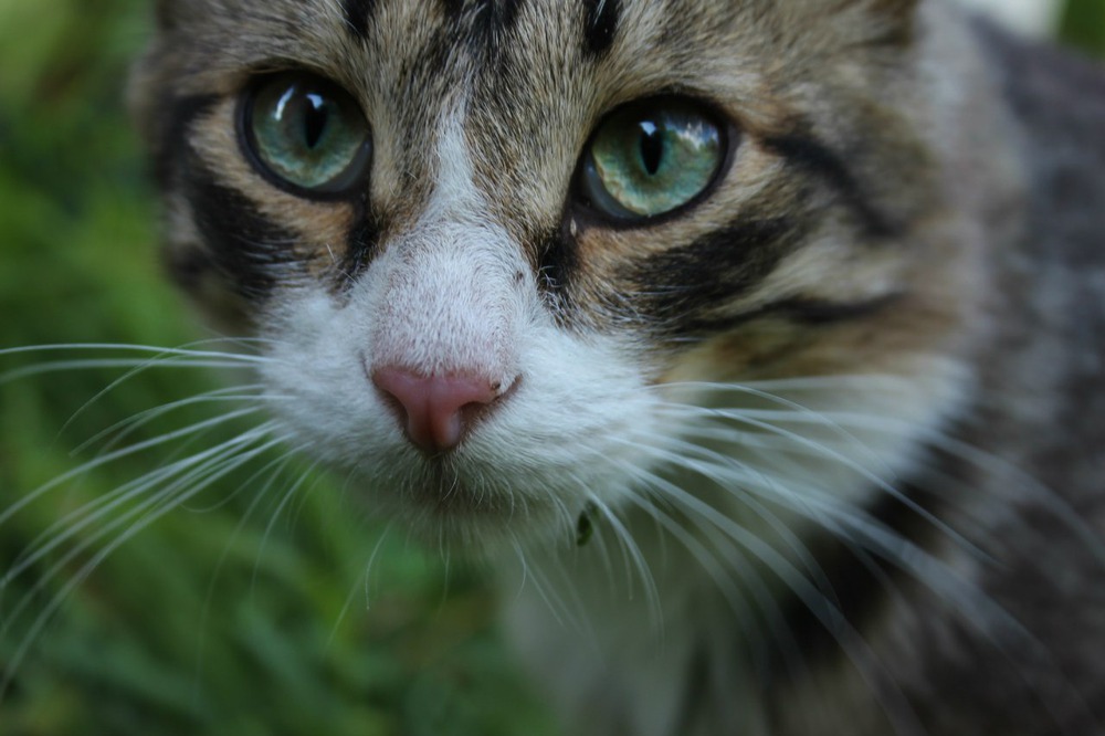 Кот