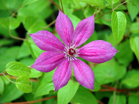 Клематис "Арабелла"