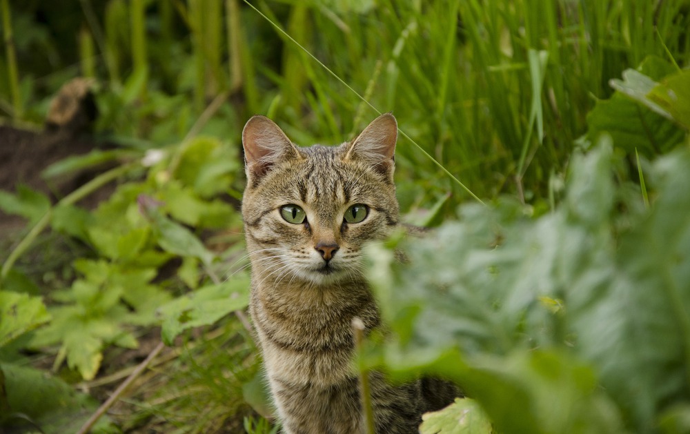 Котэ