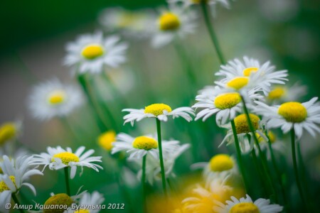 Ромашки