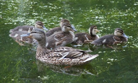 Утиная семейка (вместе)
