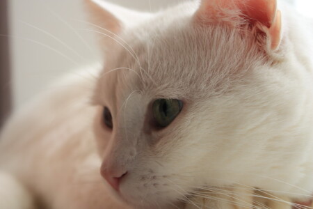 любимый питомец