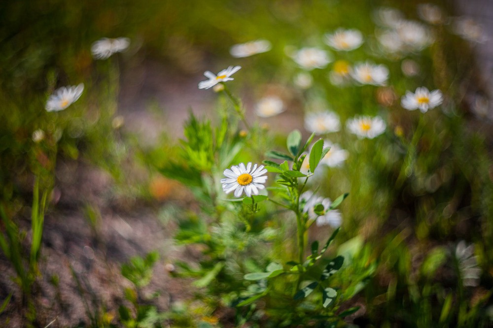 Daisy wheel