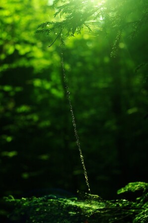 Лестница для паука