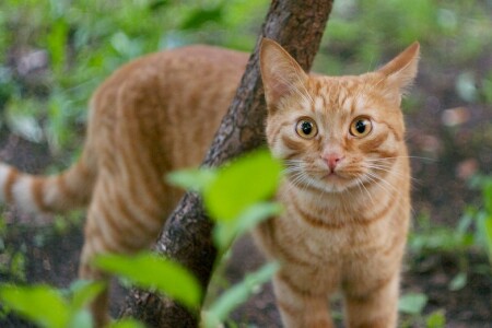 Eye of the Tiger