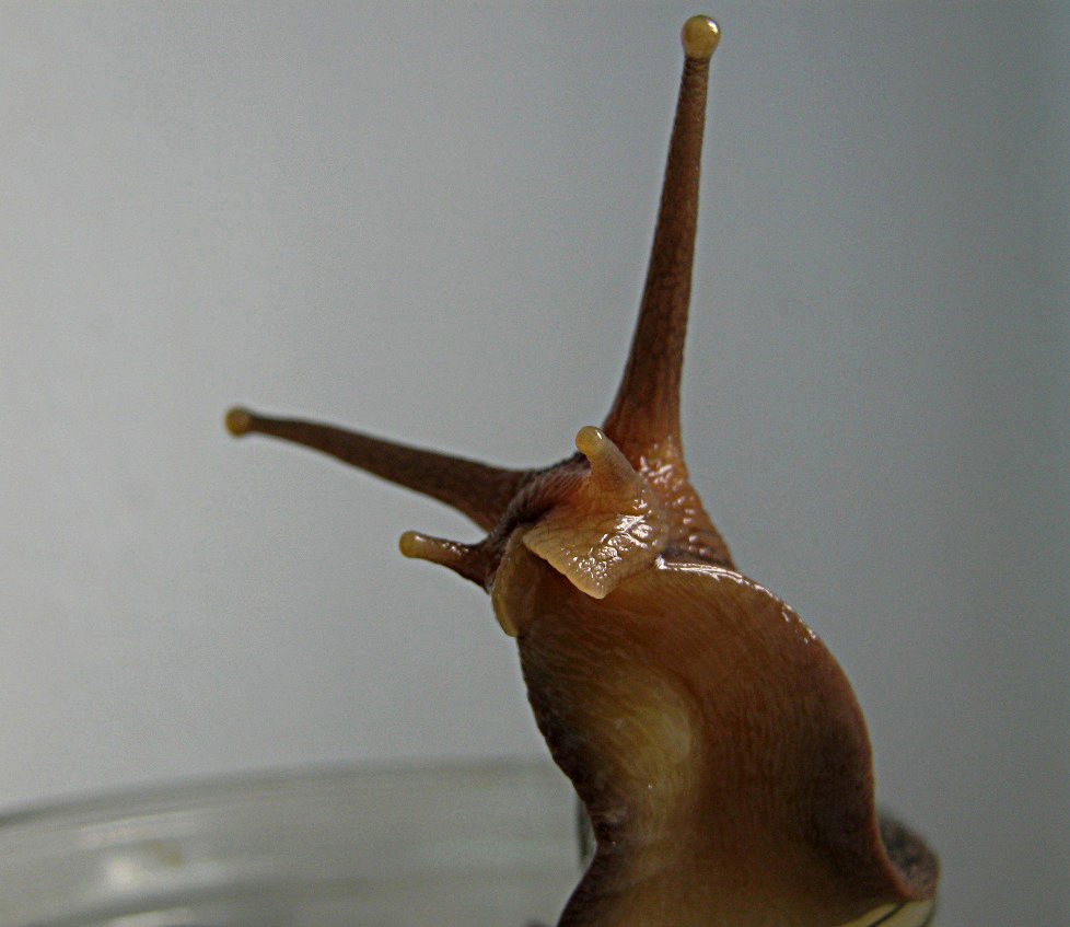 Ахатина — Achatina fulica