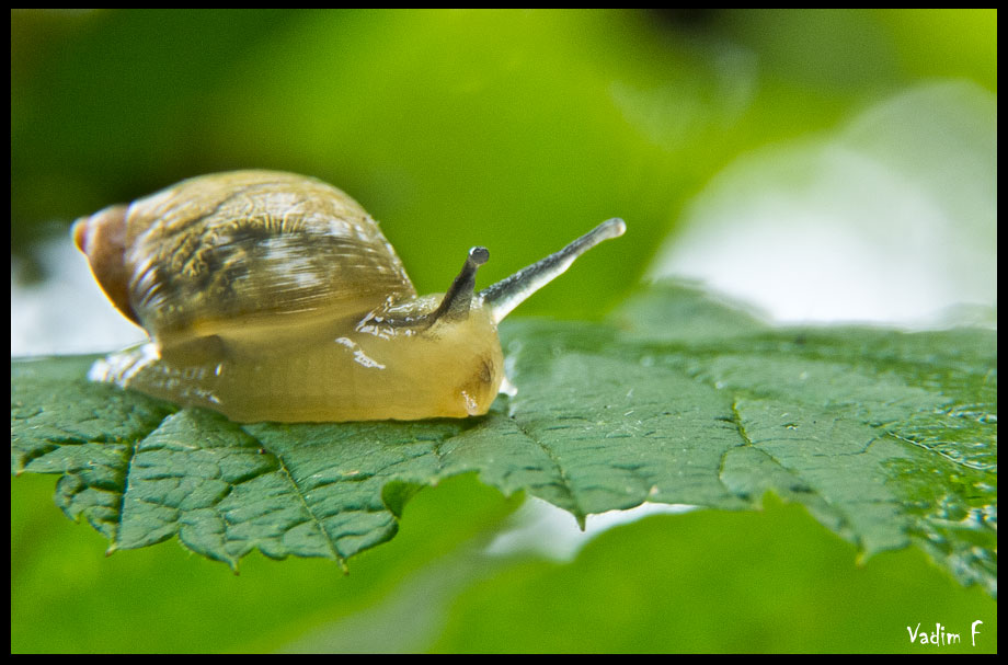 snail