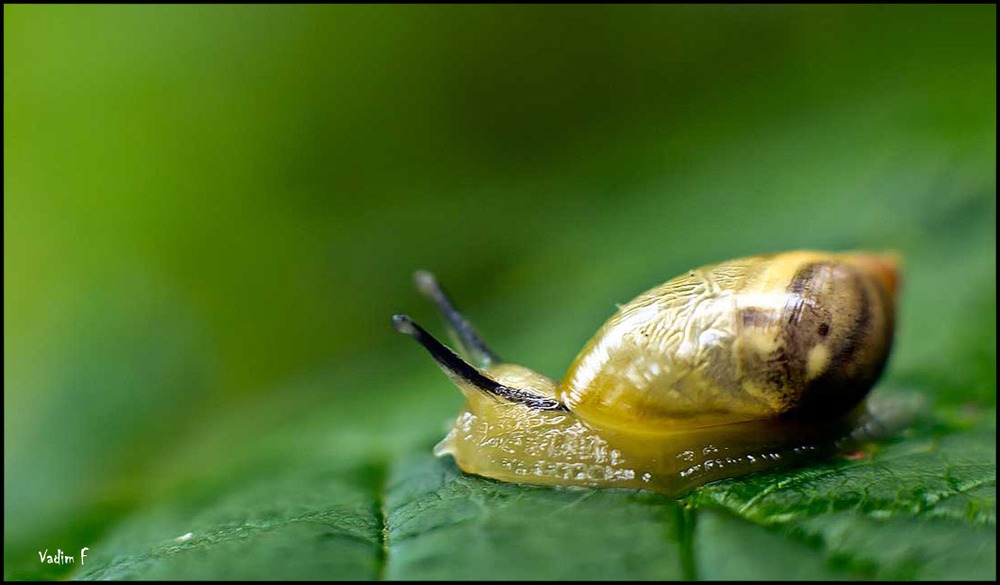 snail2