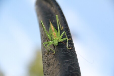 Мы давно наблюдаем за Вами...
