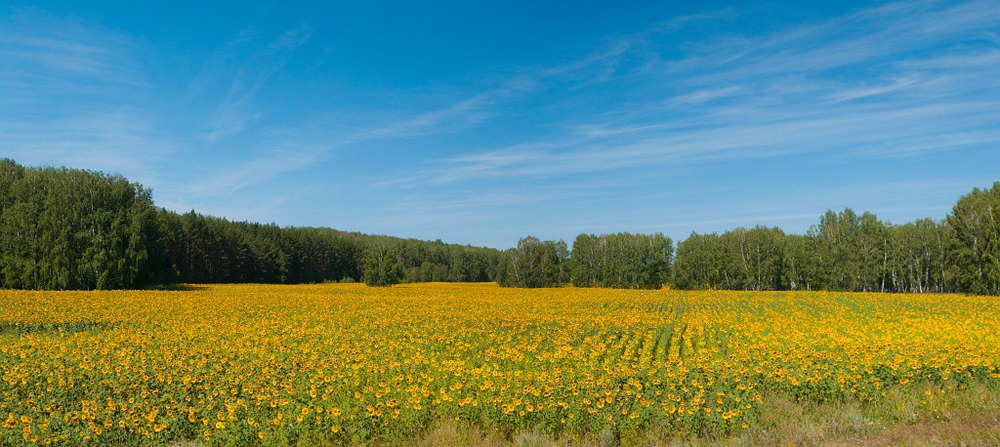 Sunflowers