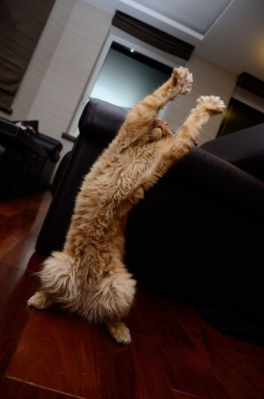 Танцующий кот