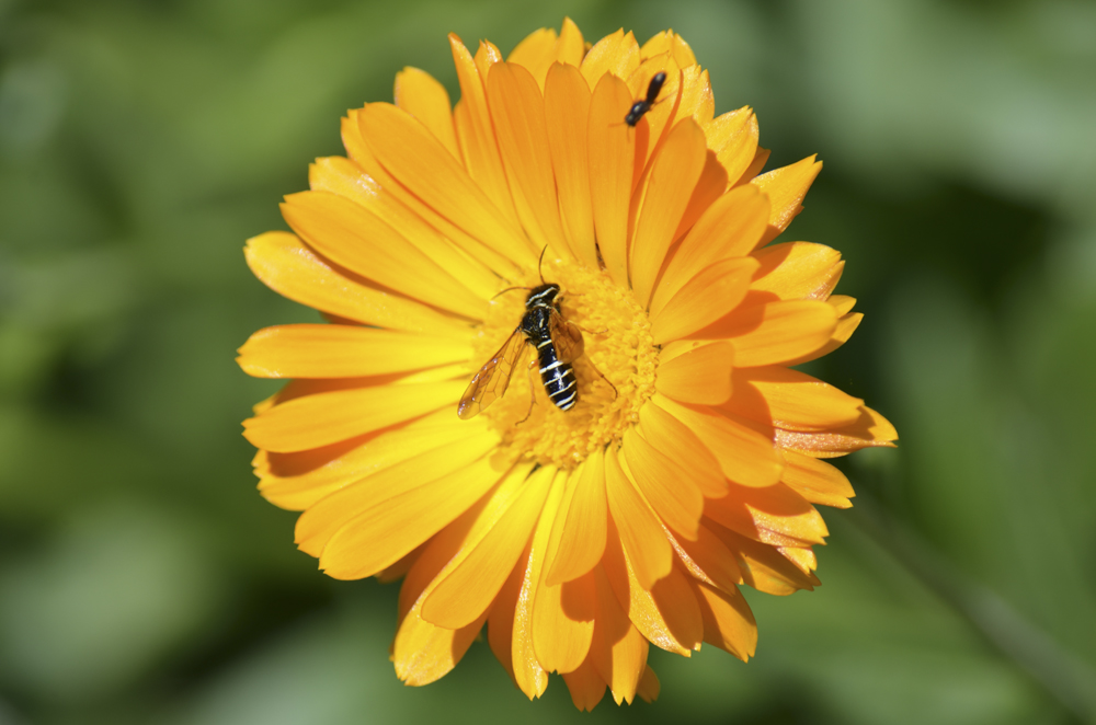 SUMMER FLOWER AND FLY