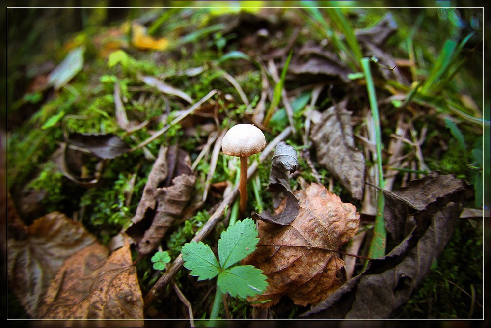 toadstool