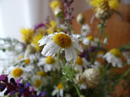 Самая смелая