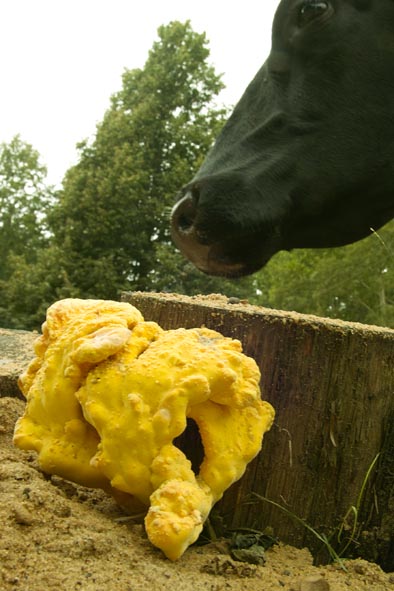 Laetiporus sulphareus